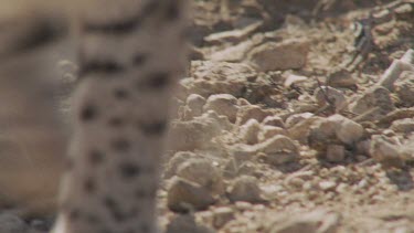 Close up of Feral Cat paws