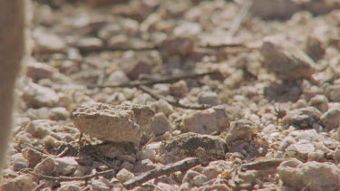 Close up of Feral Cat paws