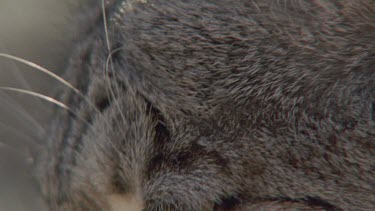 Close up of Feral Cat head