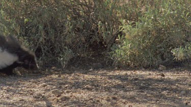 Skunk walking in the undergrowth