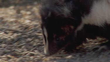 Close up of Skunk walking in the undergrowth