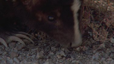 Close up of Skunk walking in the undergrowth