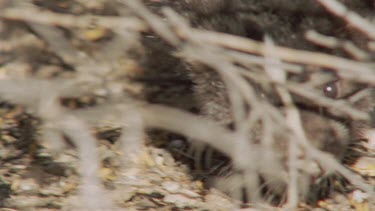 Close up of Skunk in the undergrowth