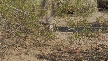 Skunk in the undergrowth