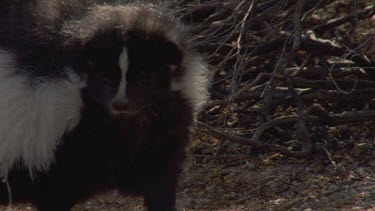 Close up of Skunk in the undergrowth