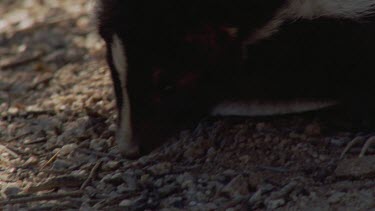 Close up of Skunk sniffing the ground