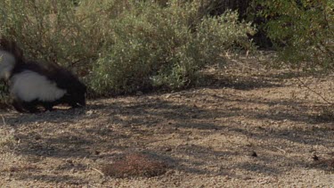 Close up of Skunk walking in the undergrowth