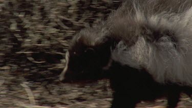 Close up of Skunk walking in the undergrowth