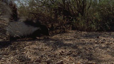 Close up of Skunk walking in the undergrowth