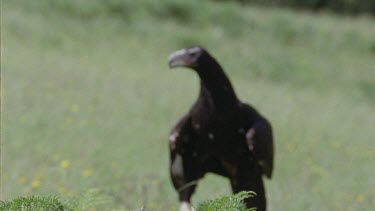 Wedge-tailed Eagle taking off from the ground