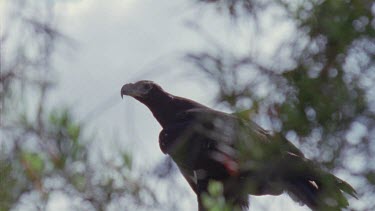 Wedge-tailed Eagle in a tree