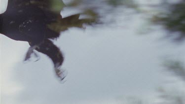 Wedge-tailed Eagle in flight