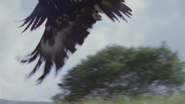 Wedge-tailed Eagle in flight