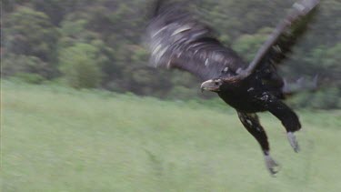 Wedge-tailed Eagle in flight
