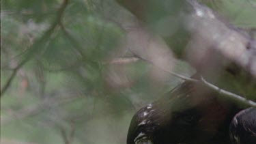 Wedge-tailed Eagle in a tree