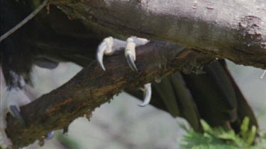 Close up of Wedge-tailed Eagle in a tree