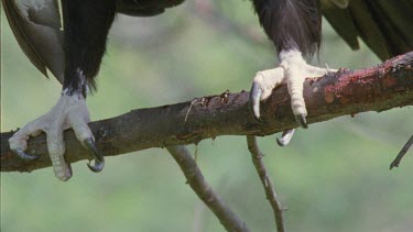Close up of Wedge-tailed Eagle talons in a tree