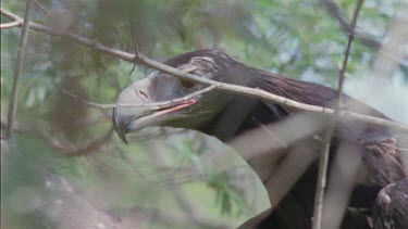 Close up of Wedge-tailed Eagle in a tree