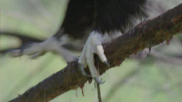 Close up of Wedge-tailed Eagle in a tree