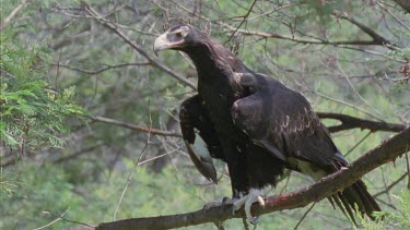 Close up of Wedge-tailed Eagle in a tree