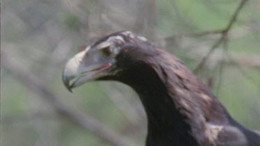 Close up of Wedge-tailed Eagle in a tree