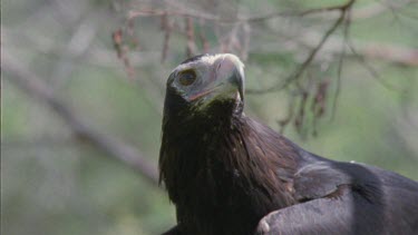 Close up of Wedge-tailed Eagle in a tree