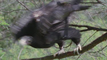 Close up of Wedge-tailed Eagle taking off from a tree