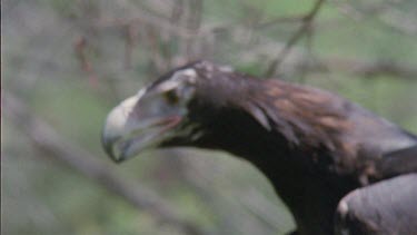 Close up of Wedge-tailed Eagle taking off from a tree