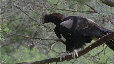 Close up of Wedge-tailed Eagle taking off from a tree