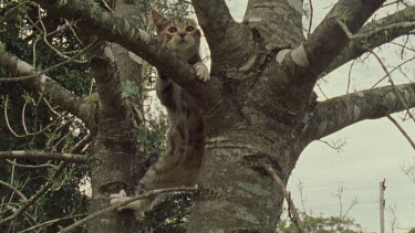 Feral Cat kitten in a tree