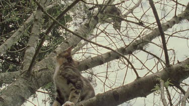 Feral Cat kitten in a tree