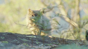Feral Cat kitten in a forest