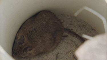 Greater stick nest rat caught in a sleeve