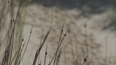 Animal tracks in sand