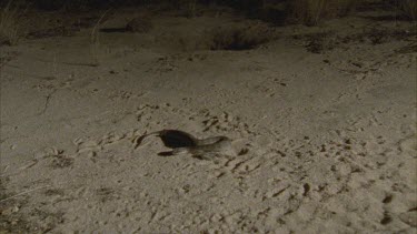 Death Adder slithering in the sand