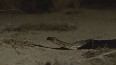 Death Adder slithering in the sand