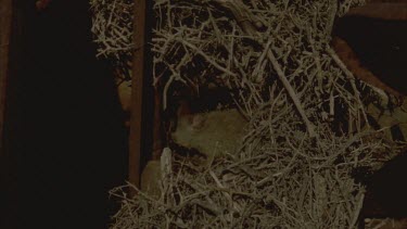 Greater stick nest rat in a straw den
