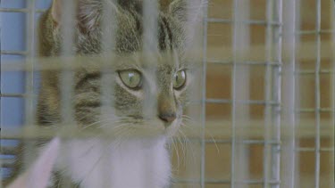 Close up of a Feral Cat in a cage
