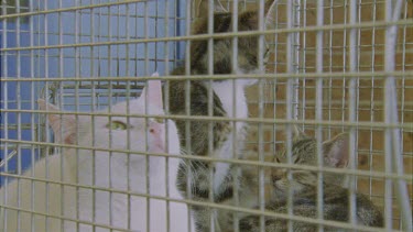 Close up of Feral Cats sitting in a cage