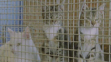 Close up of Feral Cats sitting in a cage