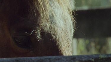 Close up of a horse face