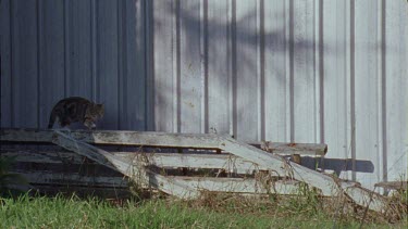Cats prowling and fighting by a barn