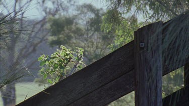 Close up of a Cat walking on a fence