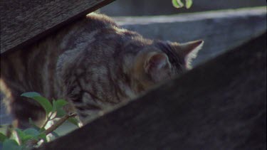 Close up of a Cat walking on a fence