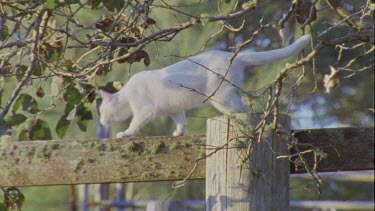 Close up of a white Cat walking on a fence