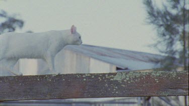 Close up of a white Cat walking on a fence