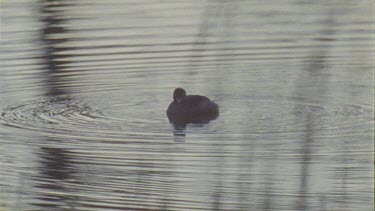 Duck swimming on a pond