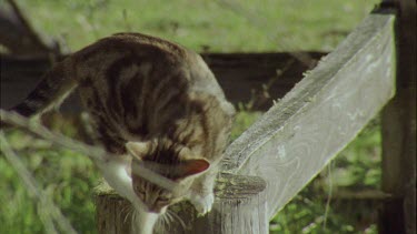 Feral Cat walking on a fence