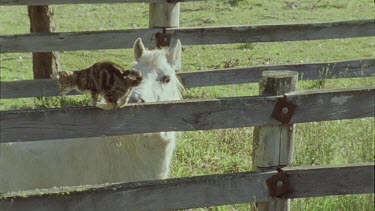 Feral Cat walking on a fence by a horse