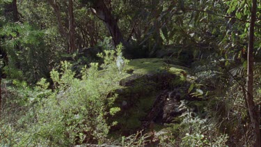 White Feral Cat exploring a forest